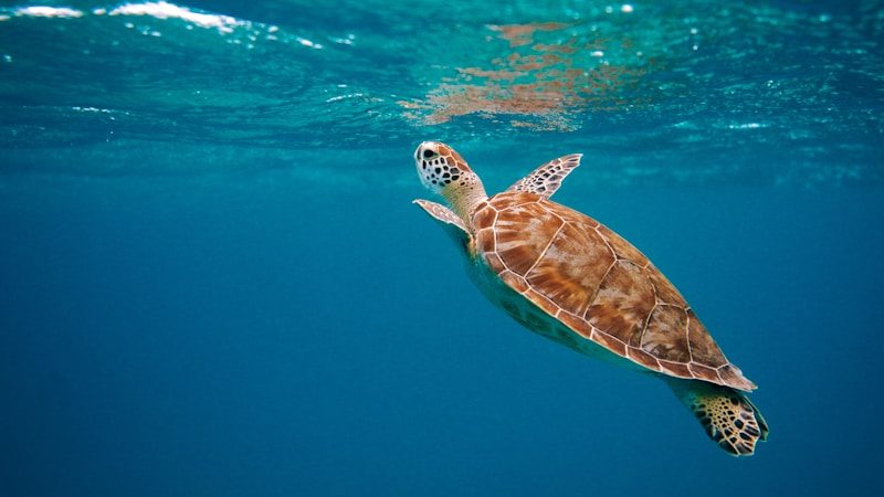 brown turtle in water during daytime