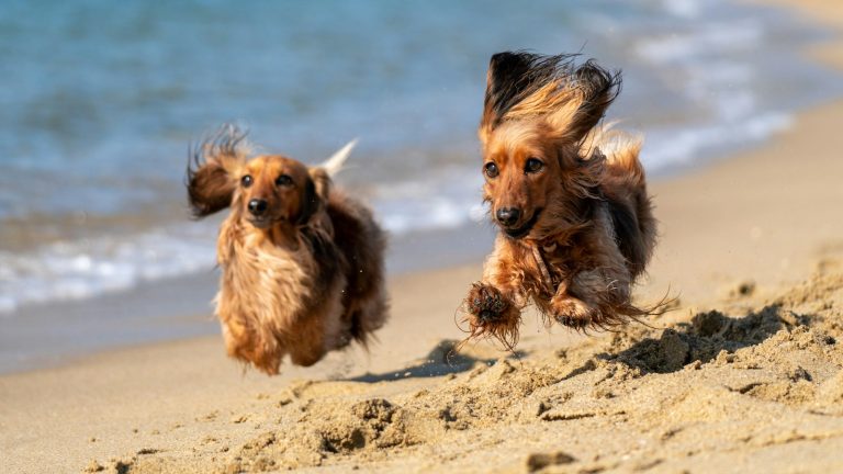 2 brown and black long coat dogs on beach during daytime