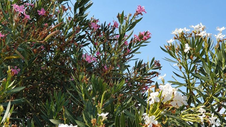 Flourishing oleander flowers with pink and white blooms set against a bright blue sky.
