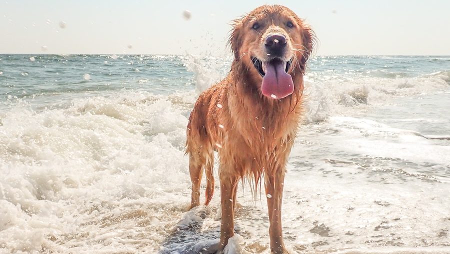 golden retriever on beach shore during daytime