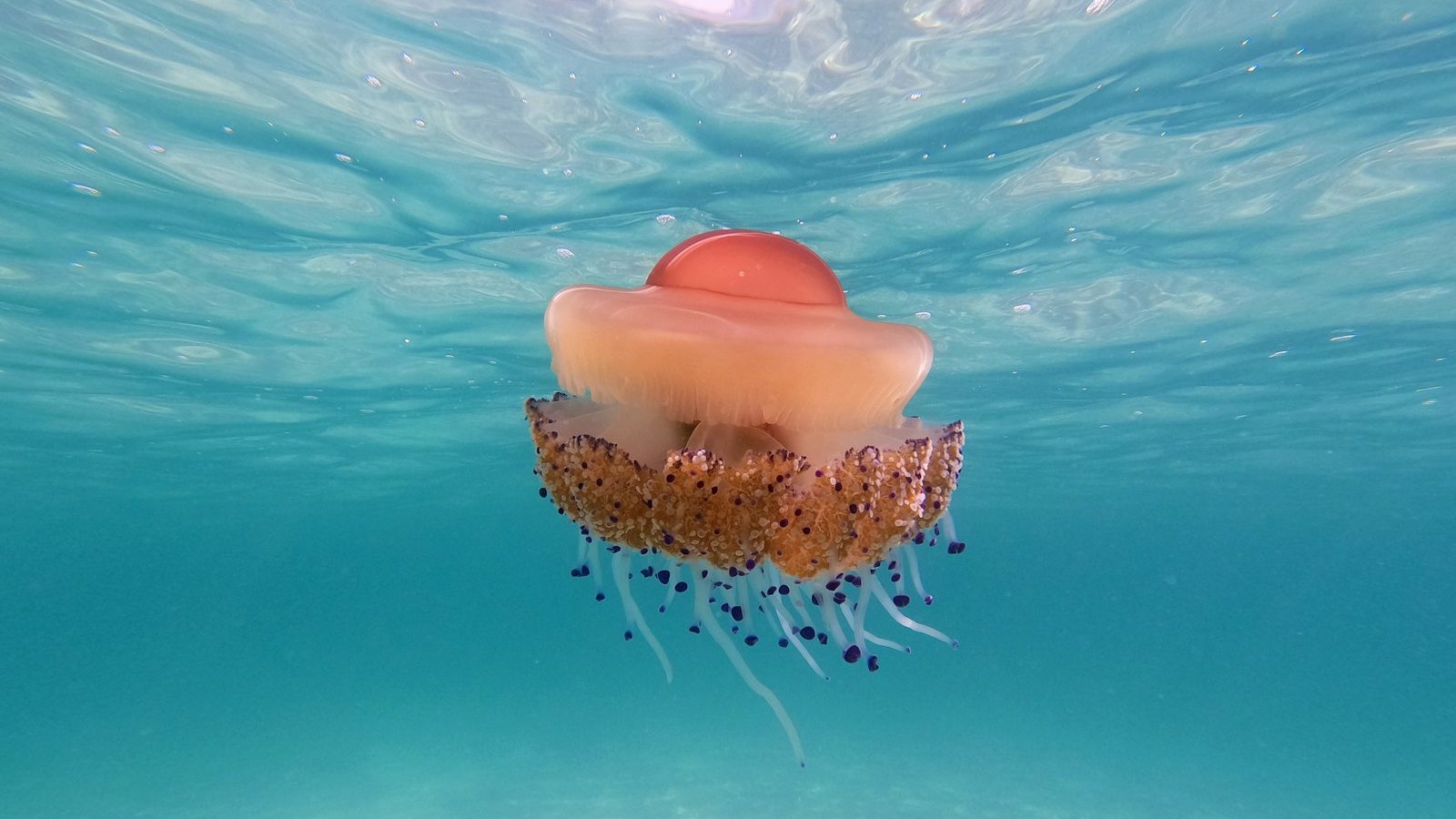 pink and white jellyfish under water