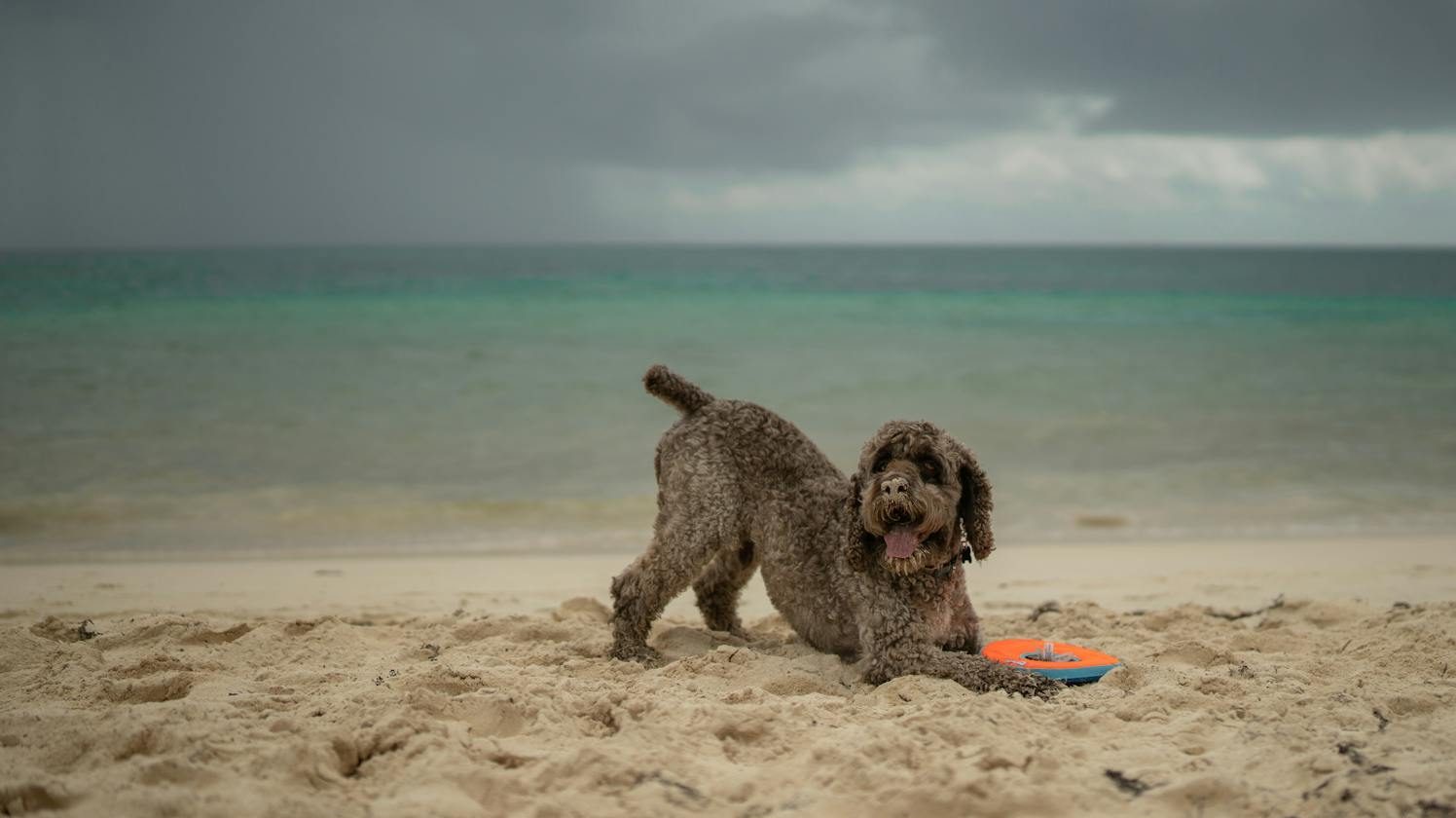 Lagotto Romagnolo dog playing on a sandy beach with a frisbee, under a moody sky in Playa del Carmen, Mexico.